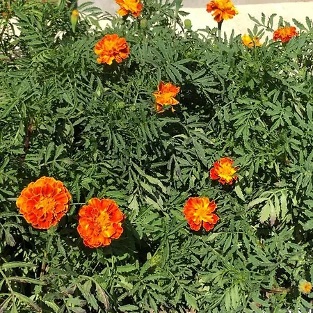 Na Farme Na Hodosi Διαμέρισμα