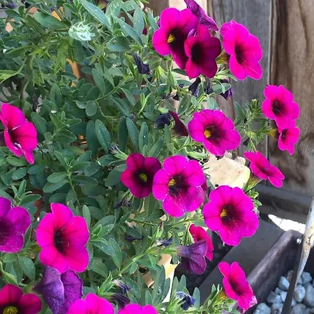 Na Farme Na Hodosi *