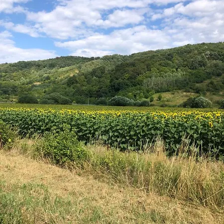 Na Farme Na Hodosi *