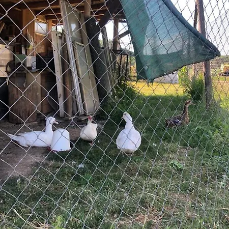 Na Farme Na Hodosi